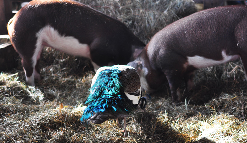 peacock and pigs