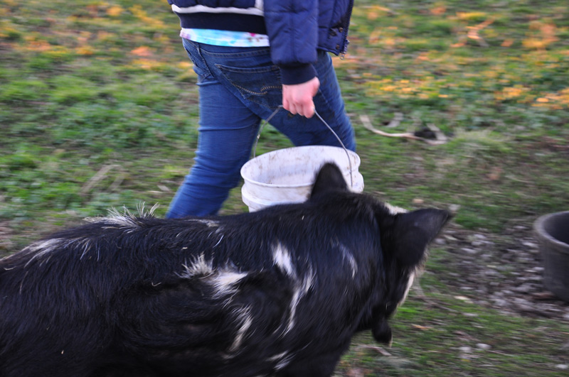 girl and pig