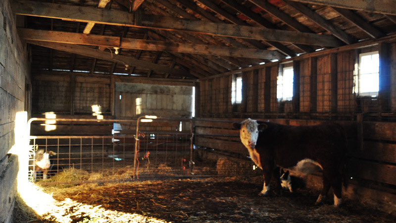 cow in barn