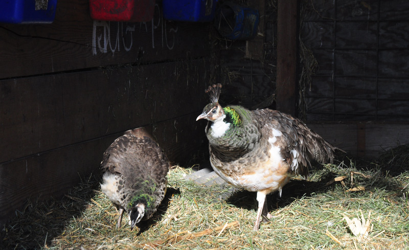 peahens