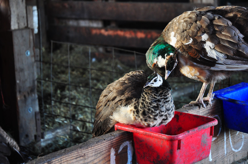 Violet and Mrs Flowers