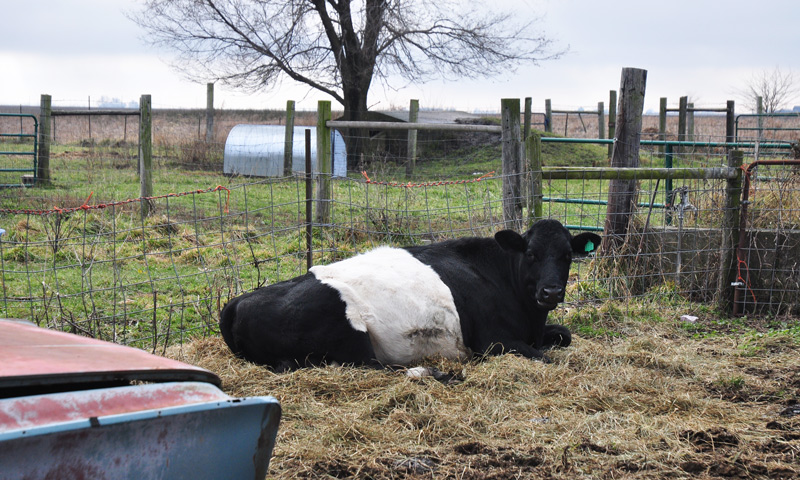 cow sleeping on hay