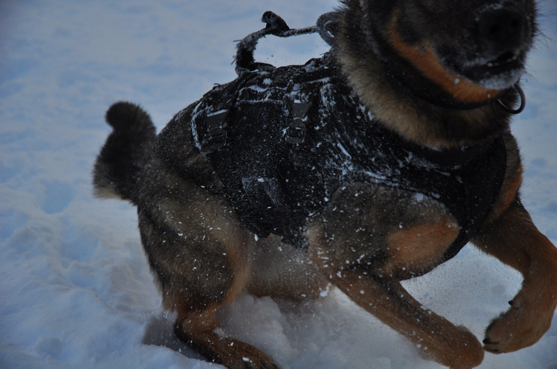 ferra avalanche dog