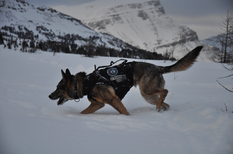 ferra avalanche dog