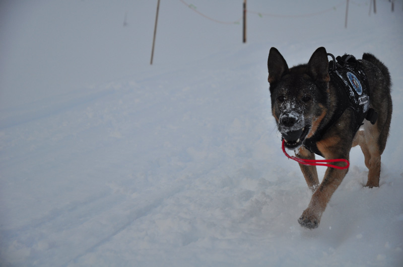 ferra avalanche dog