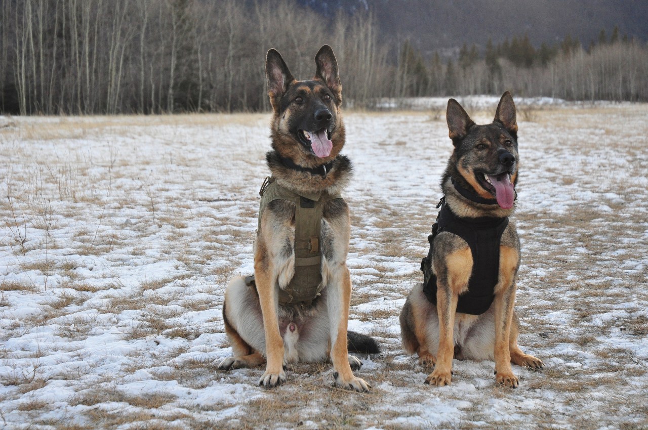 avalanche dogs