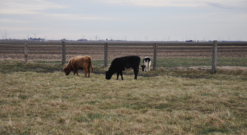 cows in field