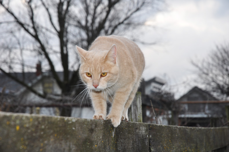 cat on fence