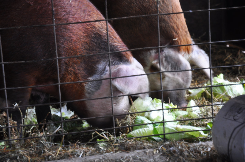 pigs and cabbages