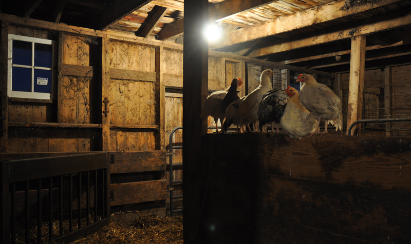chooks in barn