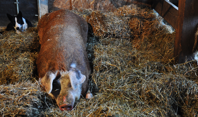 Sheila - Hereford pig