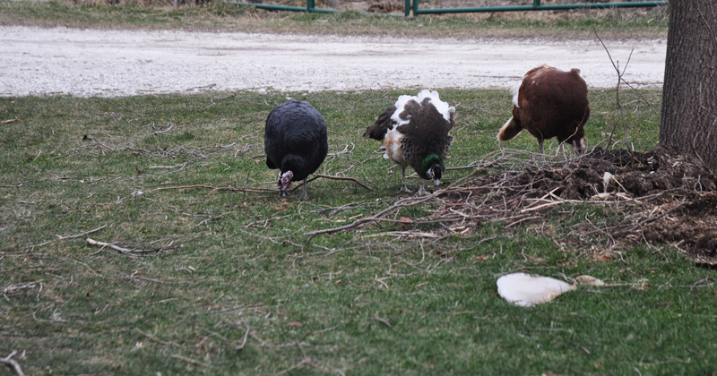 turkeys and geraldine