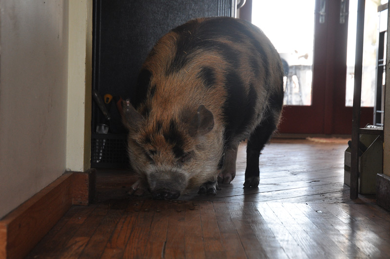 Tima kunekune sow