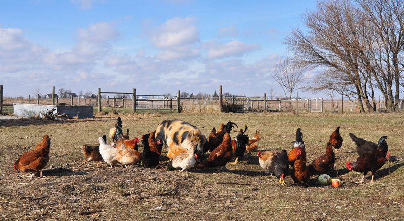 pigs and chickens  eating