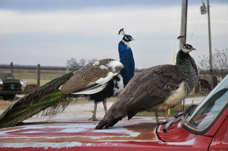 peacocks