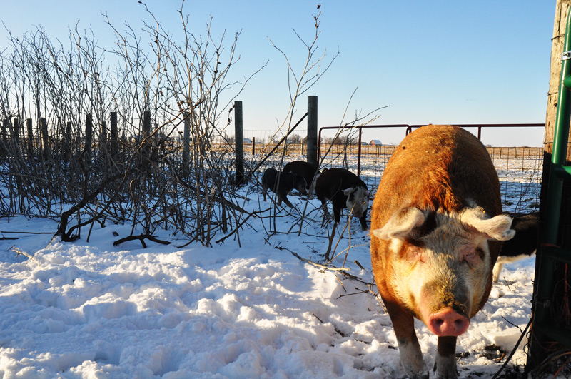 sheila and the twins
