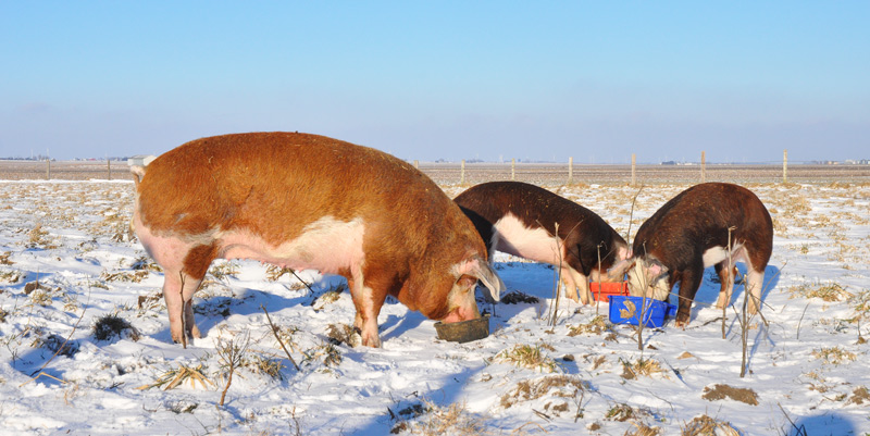 sheila and pigs eating