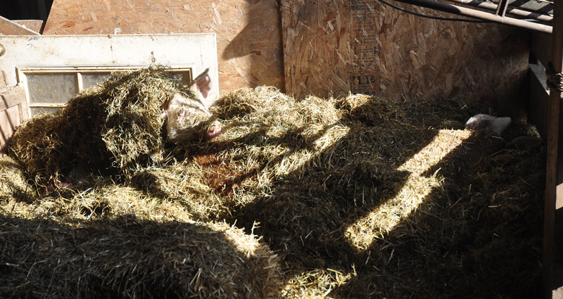 pig in straw