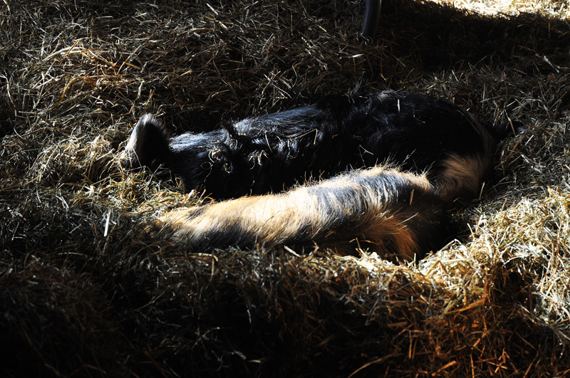 kunekune+http://atomic-temporary-24806851.wpcomstaging.com/