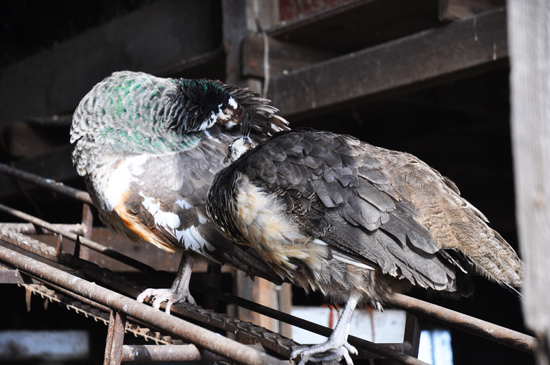 peahens http://atomic-temporary-24806851.wpcomstaging.com/