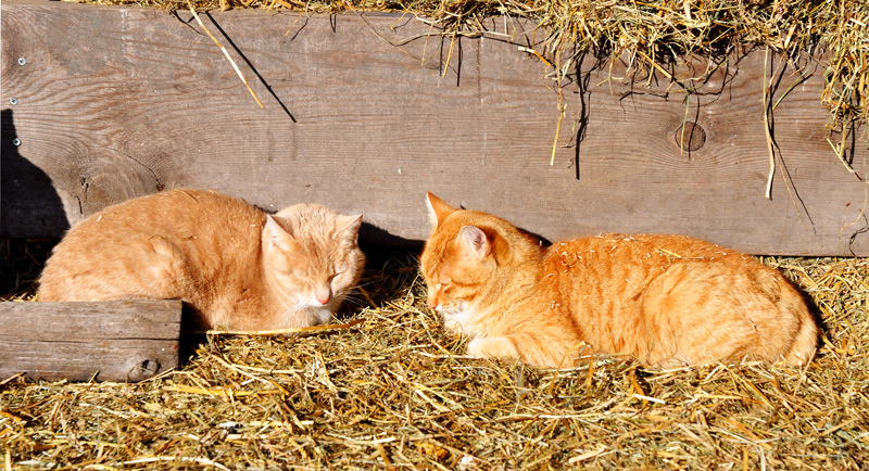 cats in sun+http://atomic-temporary-24806851.wpcomstaging.com/