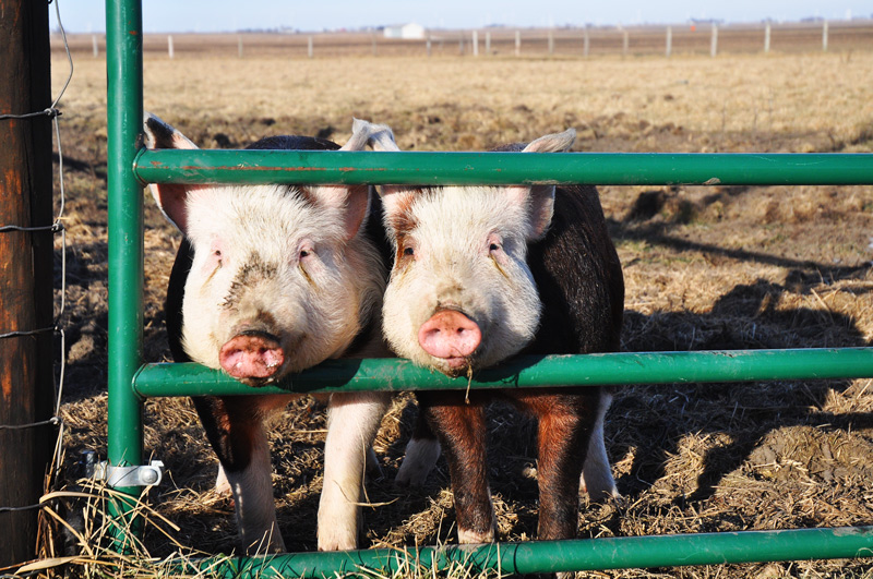 pigs+http://atomic-temporary-24806851.wpcomstaging.com/