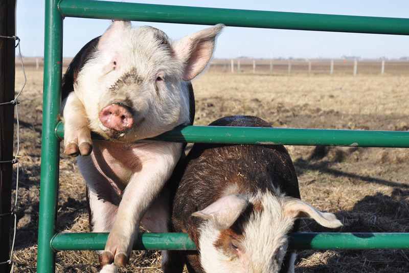 pigs +http://atomic-temporary-24806851.wpcomstaging.com/