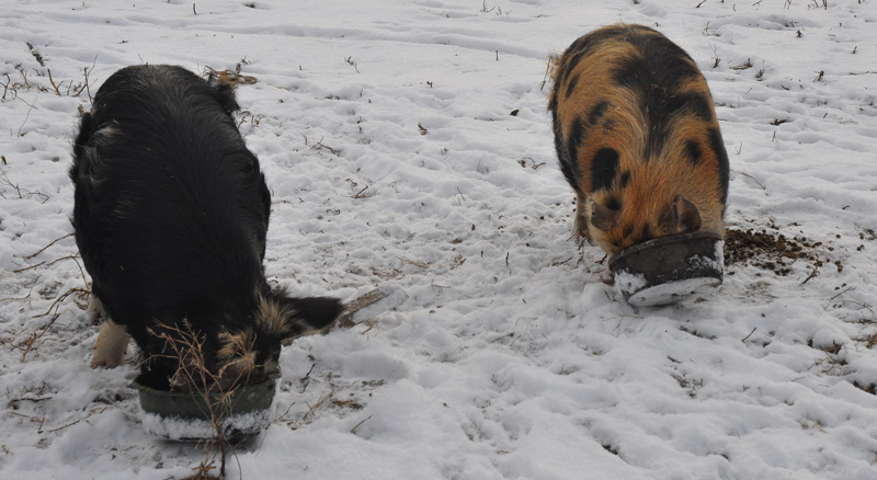 kunekune in snow + http://atomic-temporary-24806851.wpcomstaging.com/
