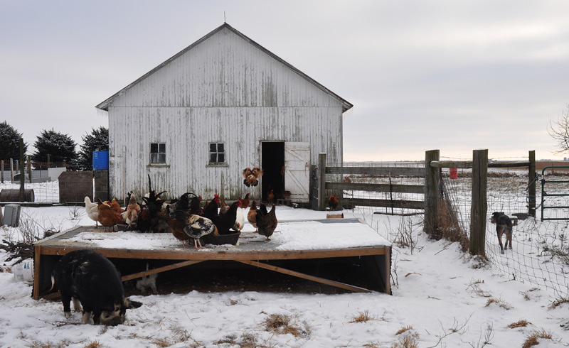 chickens at table +http://atomic-temporary-24806851.wpcomstaging.com/
