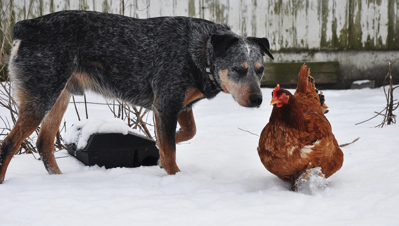 dog and chicken + http://atomic-temporary-24806851.wpcomstaging.com/