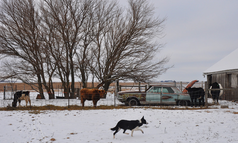 dog in snow watched by cows