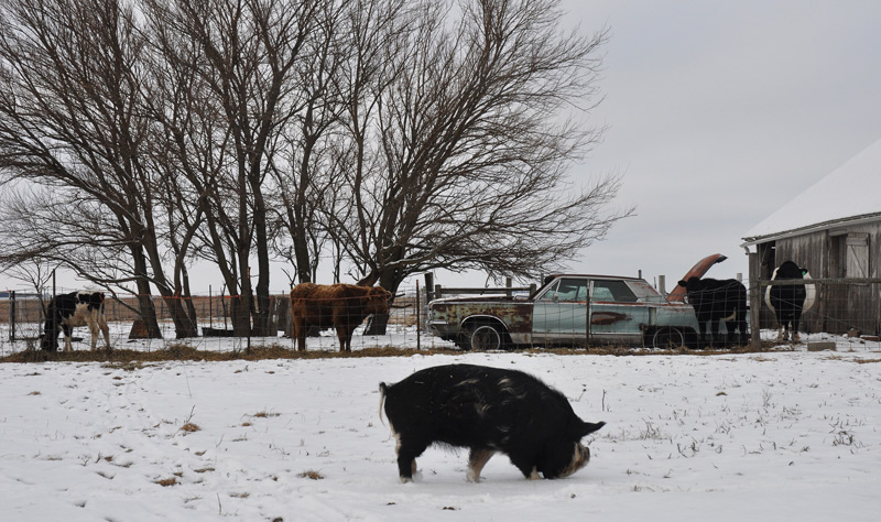 pig in snow watched by cows