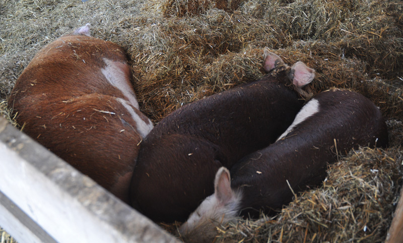 pigs sleeping