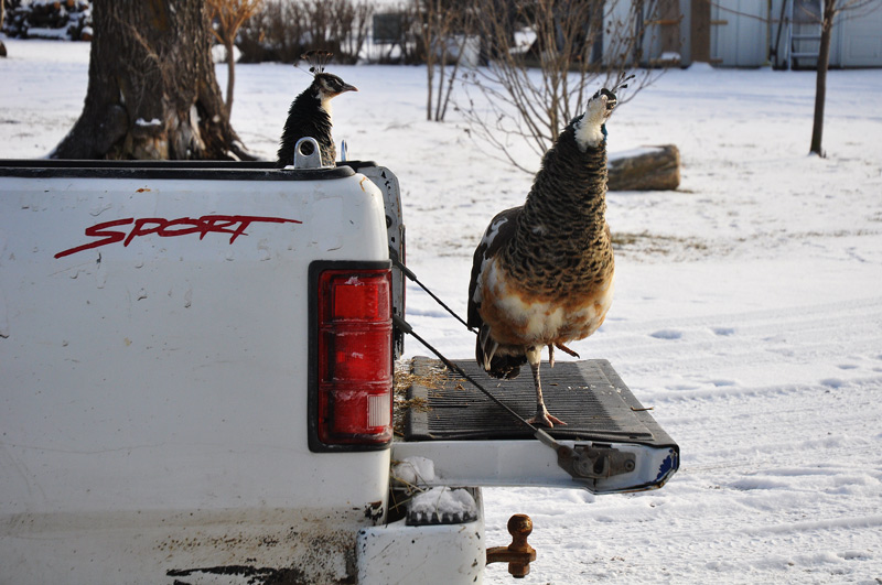 peahens