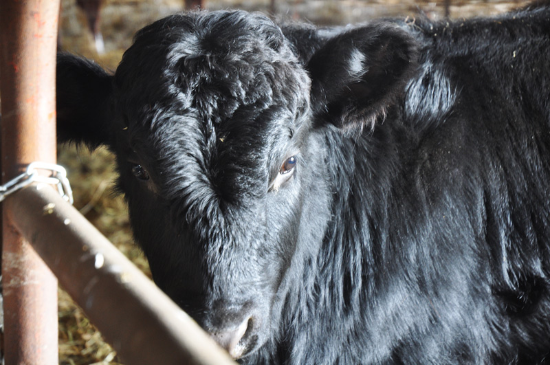 carlos IV dexter bull