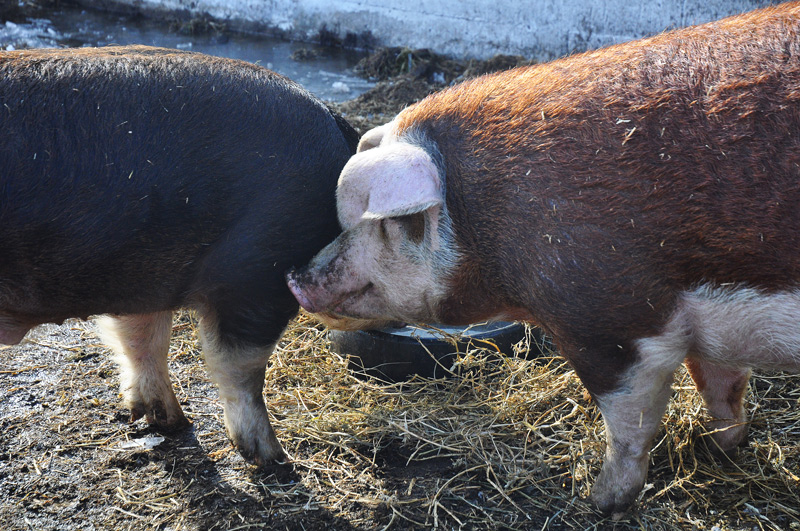 manu and poppy hereford pigs