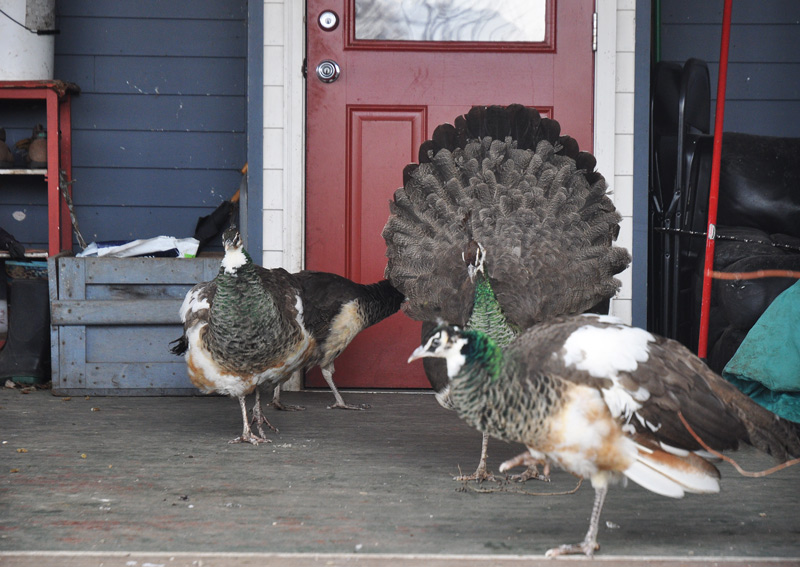 peahens