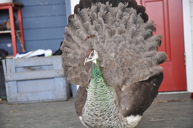 pania peahen