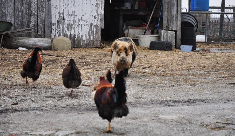pig and chickens