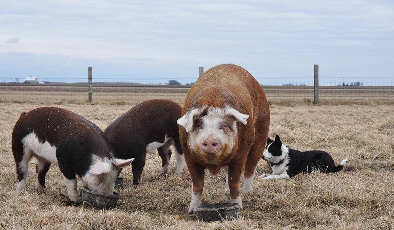 sheila and the twins