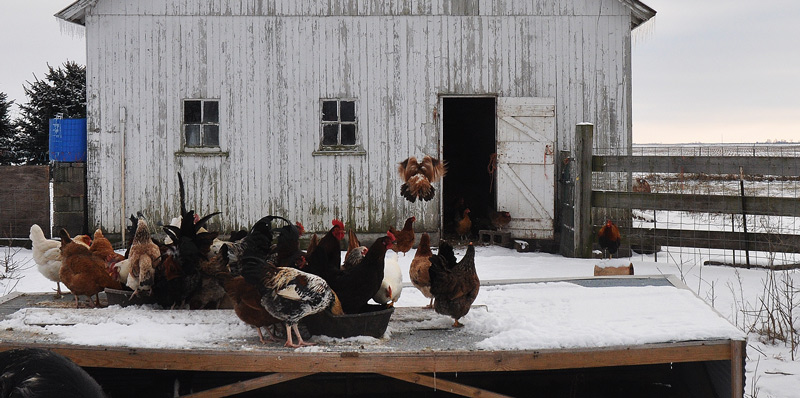 flying-chicken =http://atomic-temporary-24806851.wpcomstaging.com/