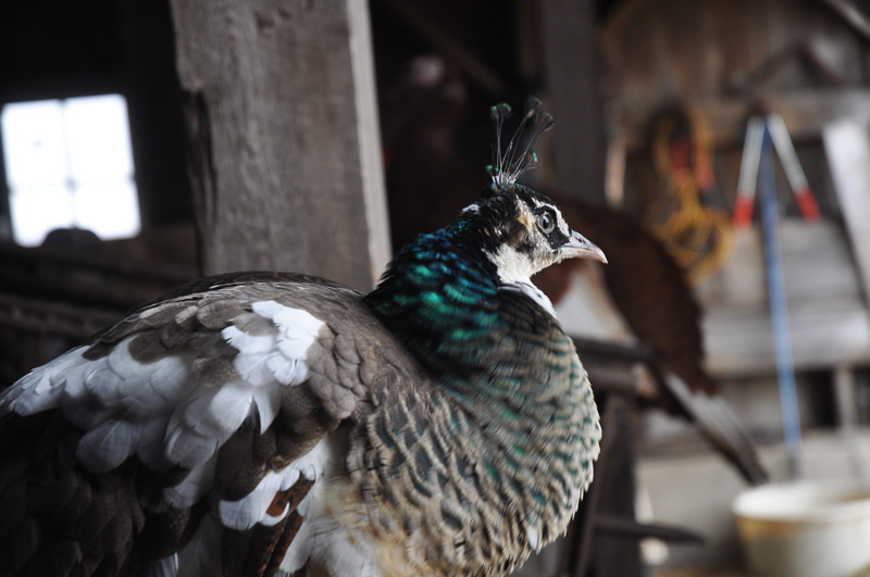 Geraldine the peahen