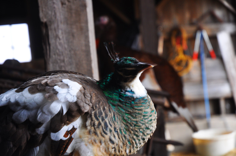 geraldine the peahen