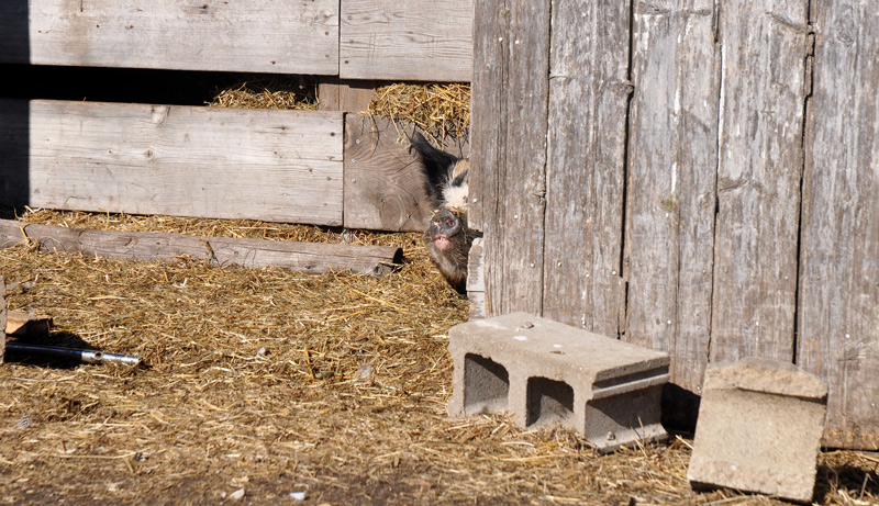 pig in barn