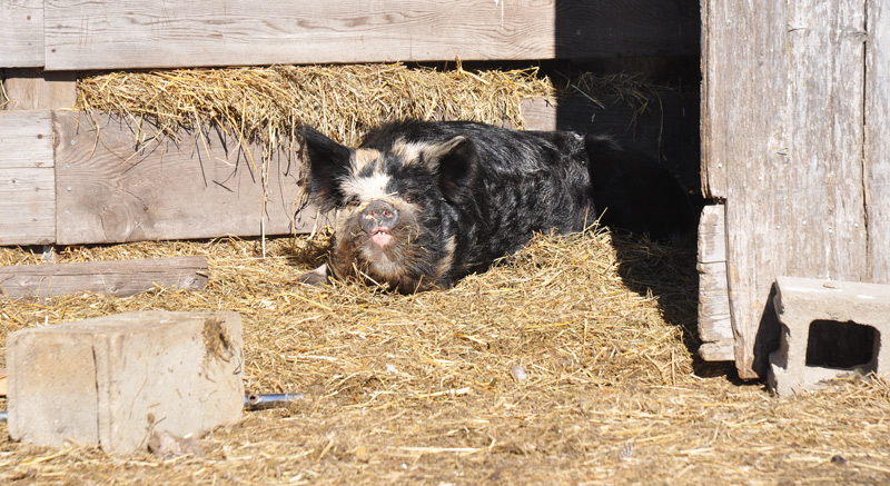 pig in barn