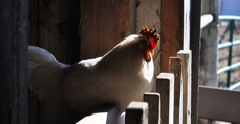 Chicken with frostbite