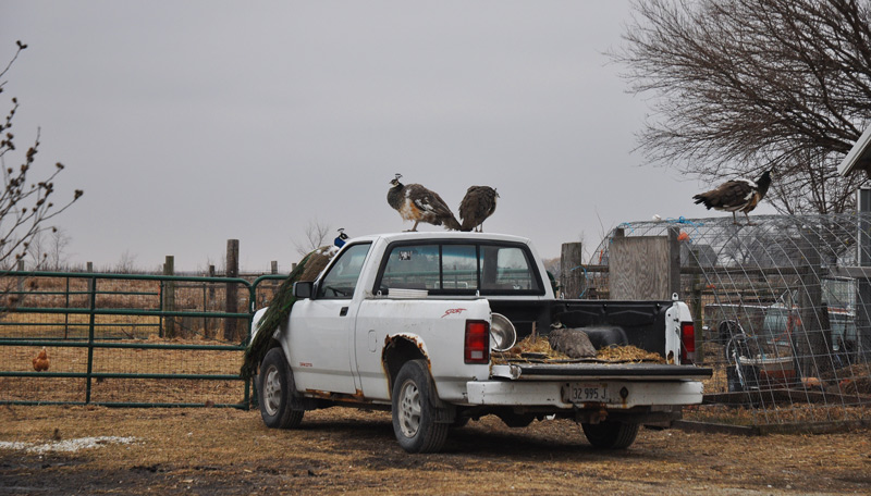 peafowl on truck