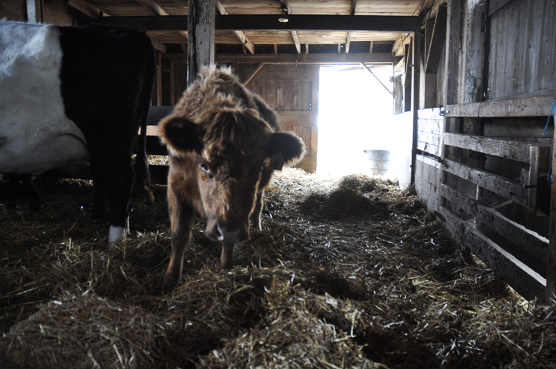 Alex - Dexter heifer