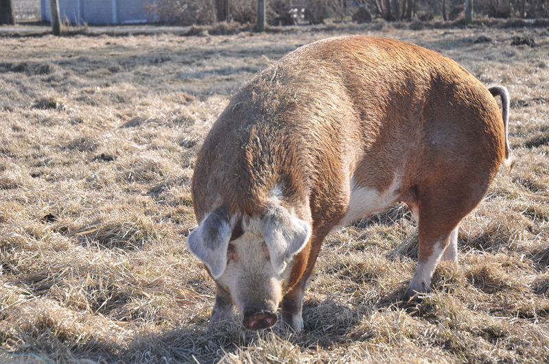 sheila - hereford pig