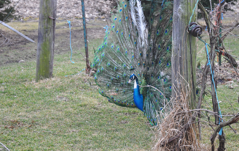 peacock